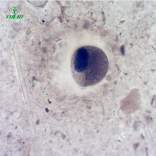 辽宁医学寄生虫纤毛虫玻片