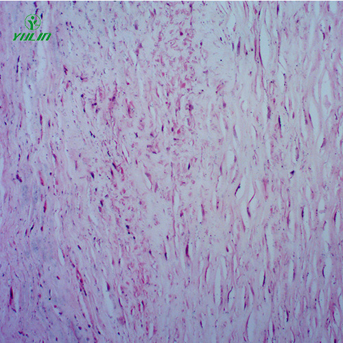 辽宁人体心血管及呼吸系统疾病玻璃玻片