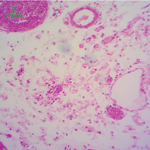 辽宁组织学结缔组织实验玻片