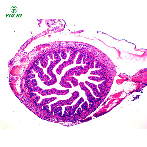 辽宁人体组织学上皮组织生物玻片