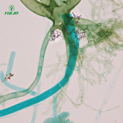 辽宁真菌、接合菌植物病理玻片