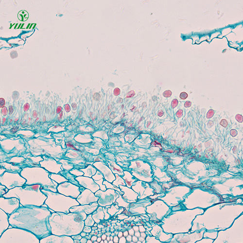 辽宁担子菌、半知菌植物病理玻片