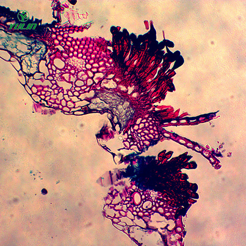辽宁水稻、麦类植物病害玻片