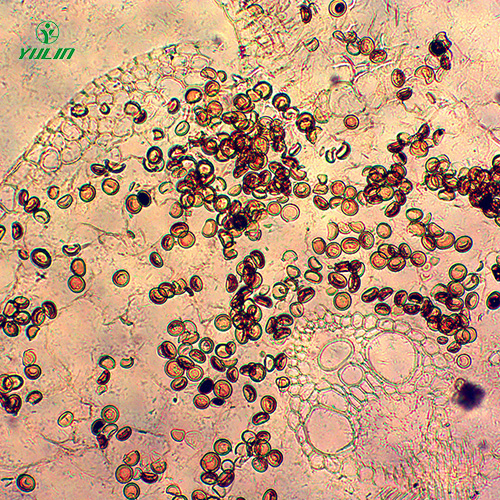 辽宁杂粮薯类植物病害生物玻片